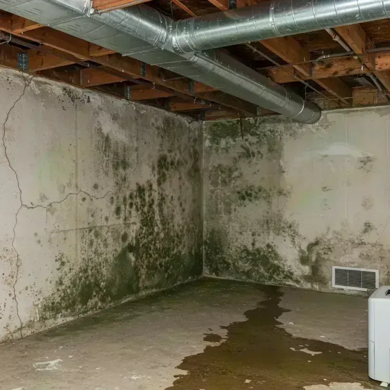 Professional Mold Removal in Lake Village, AR